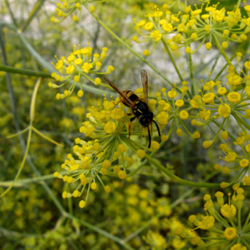eine Wespe auf einer gelb blühenden Fenchel 