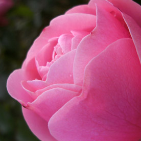Rosafarbene, gefüllte Rosenblüte vor grünen Blättern