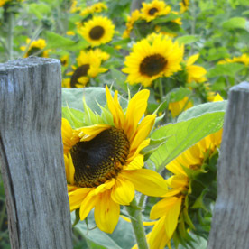 Gelbe Sonnenblumen hinter einem groben Holzzaun