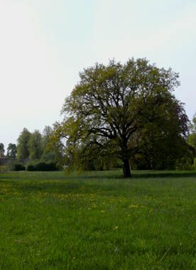 Alte Bäume, alte Hecken auf weiten Rasenflächen im Frühling