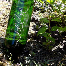 eine grüne Weinflasche steckt mit dem Hals in der Erde, als Bewässerung 