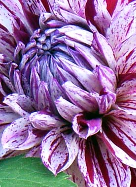 Dahlienblüte violett-weiss - Detailaufnahme