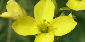 Gelbe Rukola-Blüte vor dem dunklen Grün der Blätter im Kräuterbeet